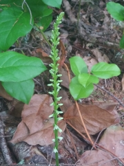 Platanthera ephemerantha