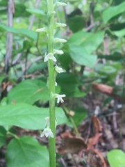 Platanthera ephemerantha