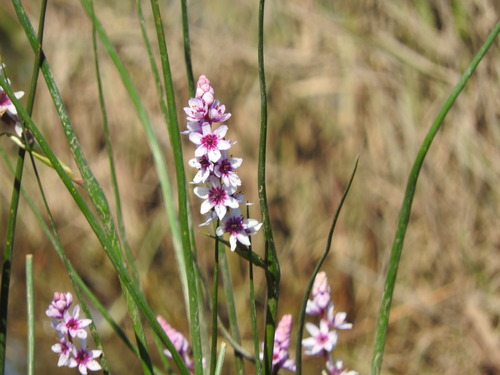 Image of Wurmbea stricta by (c) Noeleen du Toit, some rights reserved (CC BY-SA)