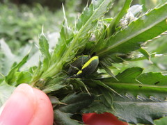 Chlorophanus viridis