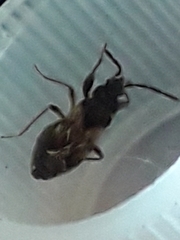 Scolopostethus thomsoni