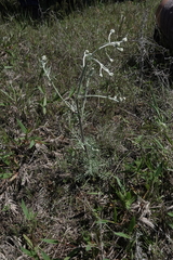 Hymenopappus artemisiifolius