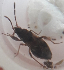 Scolopostethus thomsoni