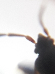 Scolopostethus thomsoni