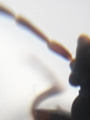 Scolopostethus thomsoni