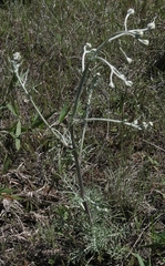 Hymenopappus artemisiifolius