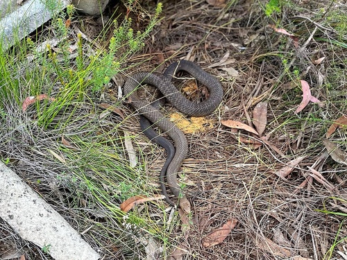 Eastern Brown Snake sighting