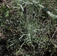 Hymenopappus artemisiifolius