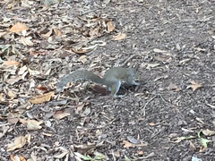 Sciurus carolinensis