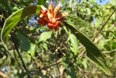 Turraea floribunda