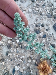 Halogeton glomeratus