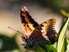 Charaxes saturnus