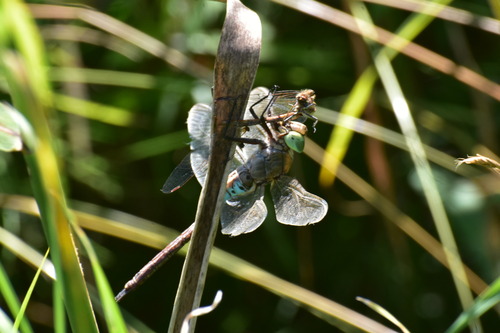 Lesser Emperor photo 3