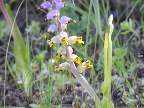 Image of Lachenalia mutabilis by (c) Noeleen du Toit, some rights reserved (CC BY-SA)