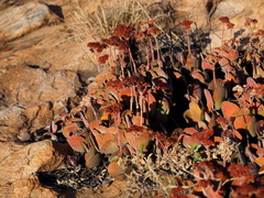 Crassula swaziensis