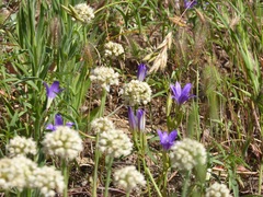 Brodiaea terrestris kernensis