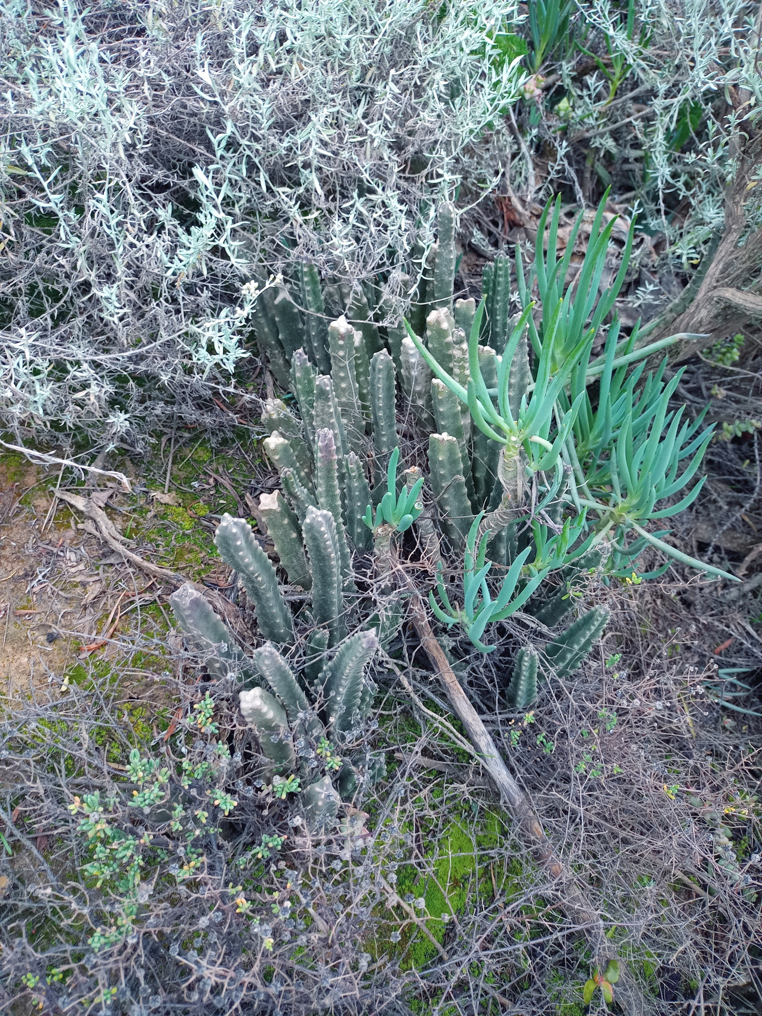 Imagem de Flor-cadáver