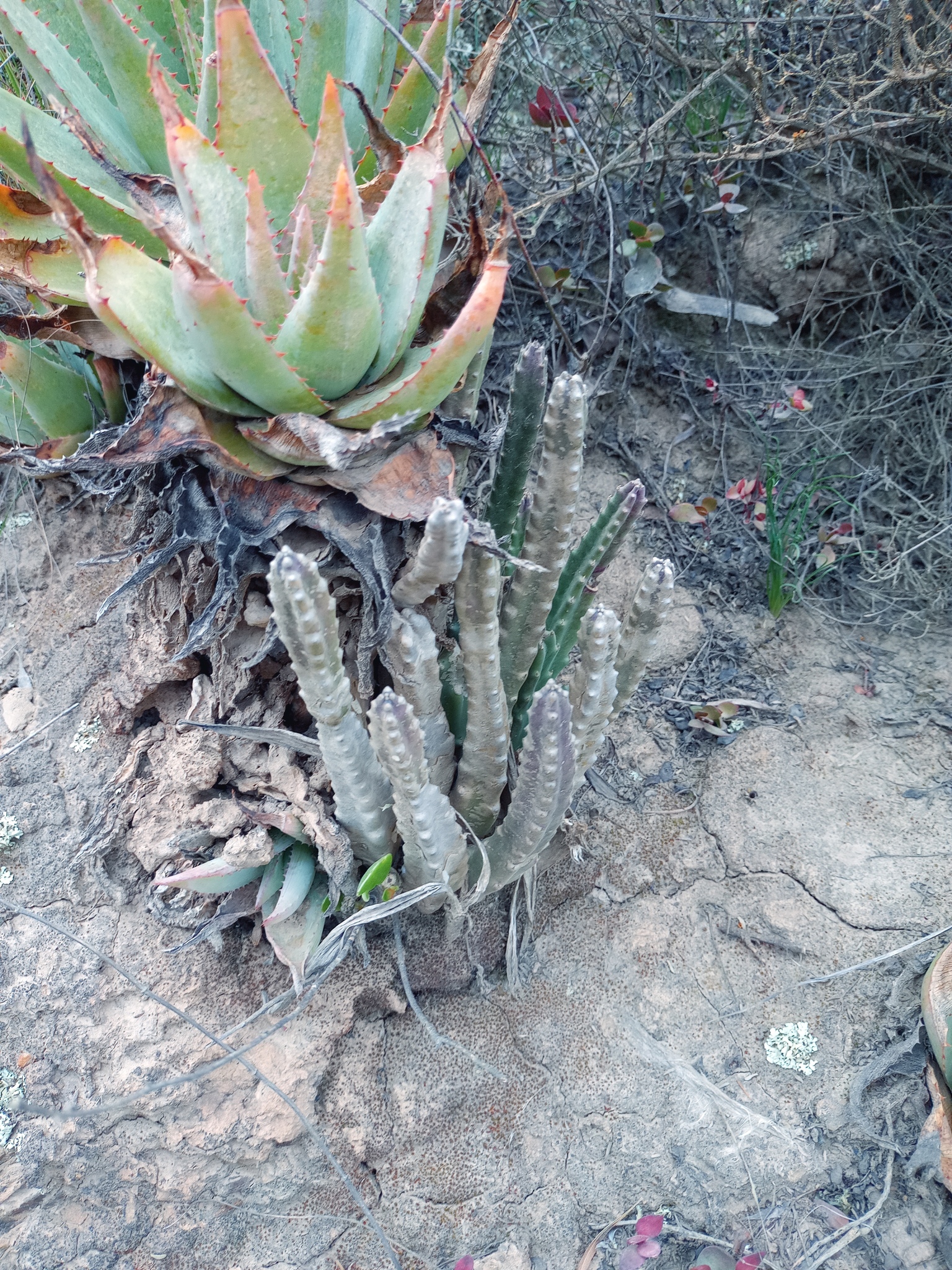 Imagem de Flor-cadáver