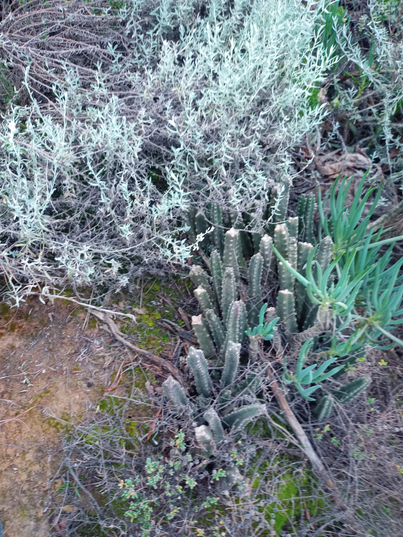 Imagem de Flor-cadáver