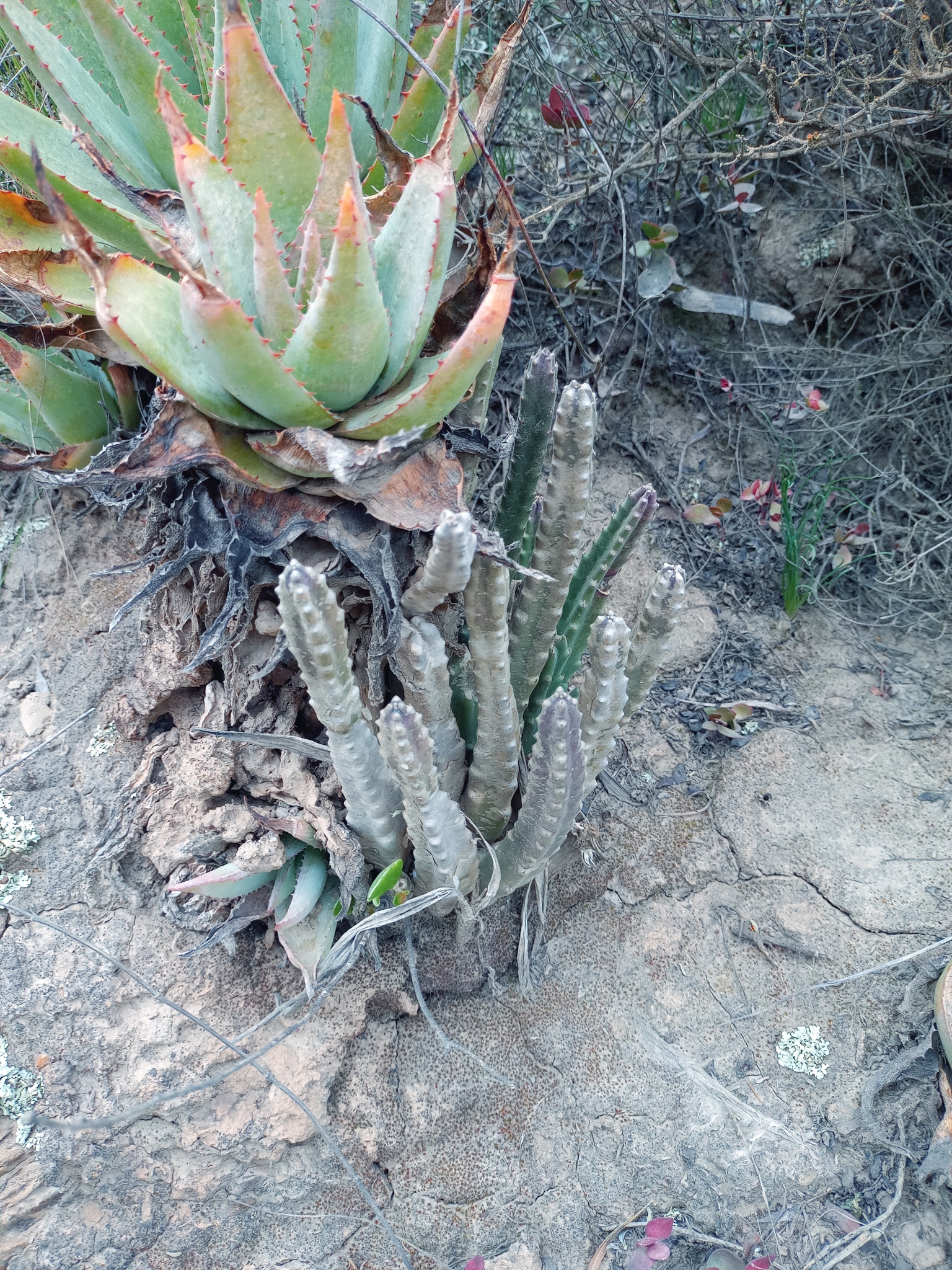 Imagem de Flor-cadáver