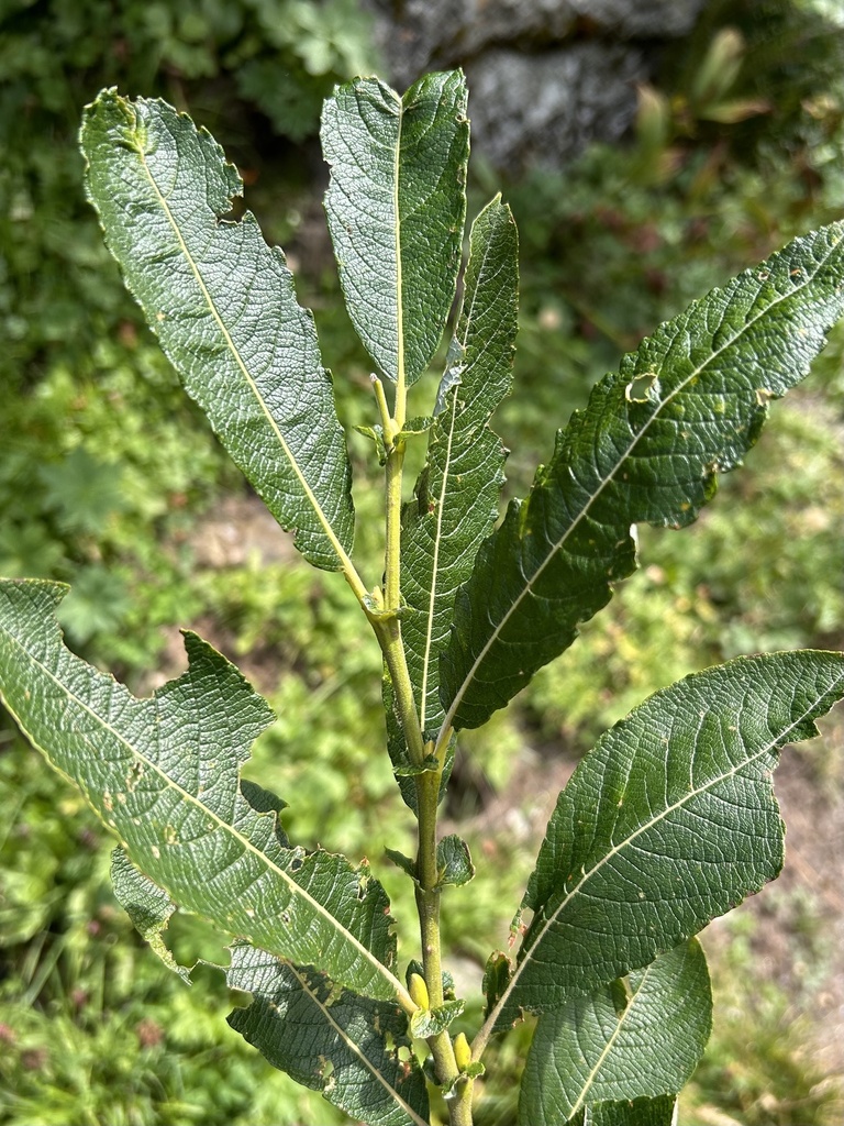 large-leaved willow