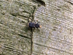 Platyrhinus resinosus
