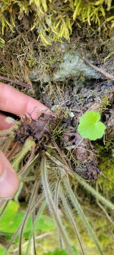 Image of Heuchera villosa by no rights reserved
