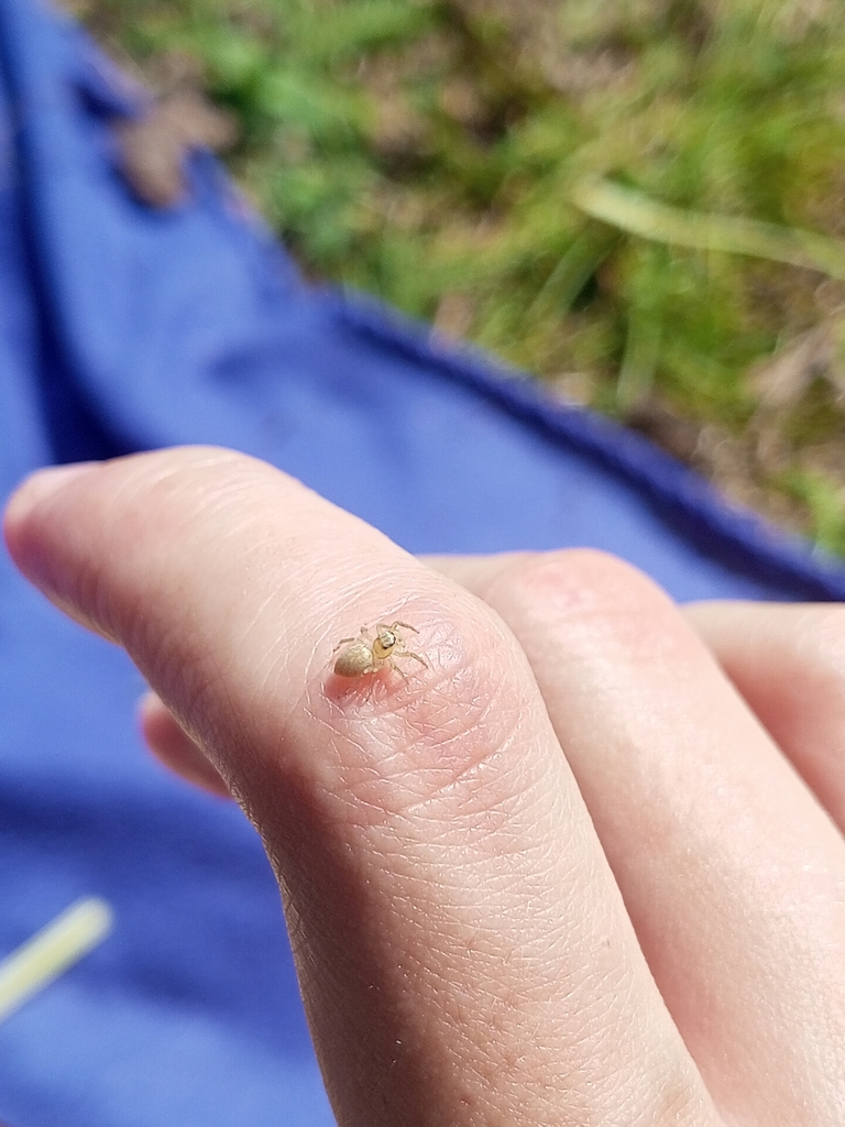 Phintella popovi