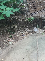 Sciurus carolinensis