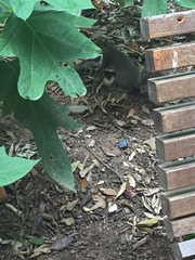 Sciurus carolinensis