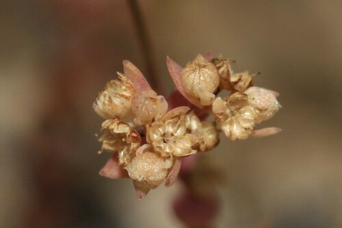 Allseed