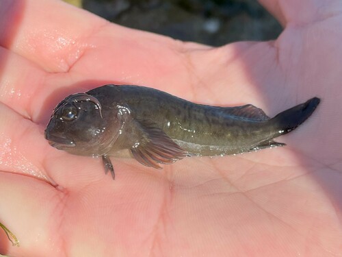 Horned blenny (Parablennius cornutus) — Blenniidae — 2