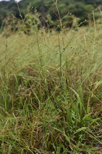 Alisma canaliculatum iNat (3)
