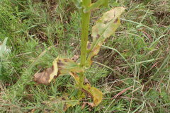 Physostegia digitalis