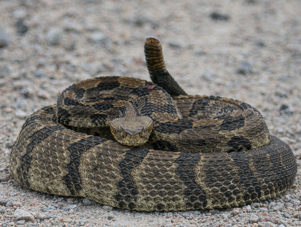 Timber Rattlesnake in August 2024 by Kevin Ricker · iNaturalist