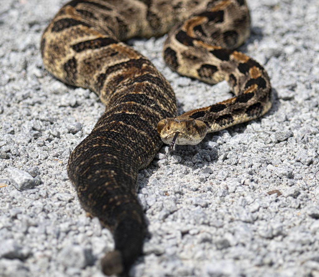 Timber Rattlesnake in August 2024 by Kevin Ricker · iNaturalist
