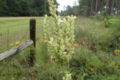 Physostegia digitalis
