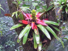 Guzmania squarrosa