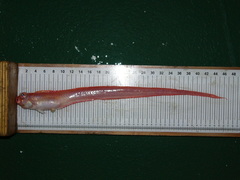Cepola macrophthalma
