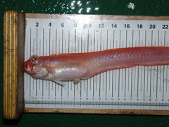 Cepola macrophthalma