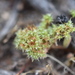 Chorizanthe minutiflora - Photo (c) Joe Miller,  זכויות יוצרים חלקיות (CC BY-NC), הועלה על ידי Joe Miller