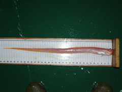 Cepola macrophthalma