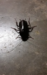 Blatta orientalis