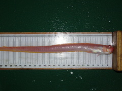 Cepola macrophthalma
