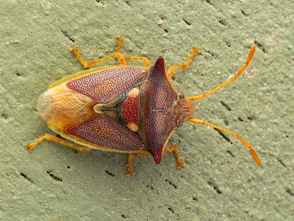 Hiarchas angularis