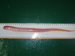 Cepola macrophthalma