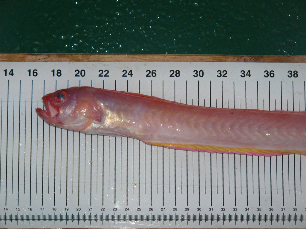 Red Snakefish Cepola Macrophthalma Marine Life Identification
