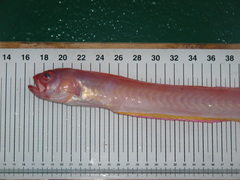 Cepola macrophthalma