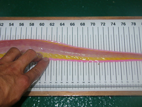 Red Snakefish