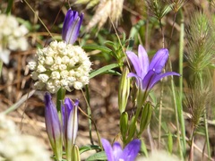 Brodiaea terrestris kernensis